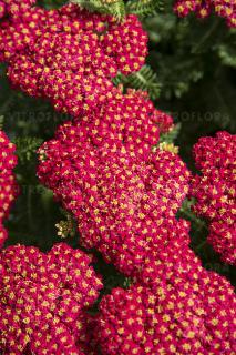 Krwawnik ogrodowy 'Skysail Fire' | Achillea millefolia