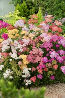 Krwawnik ogrodowy 'Summer Pastels' | Achillea millefolium Doniczka 2 litrowa