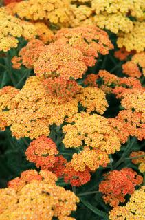 Krwawnik pospolity 'Terracota' | Achillea millefolium Doniczka 1 litrowa