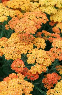 Krwawnik pospolity 'Terracota' | Achillea millefolium