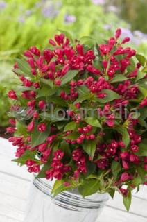 Krzewuszka cudowna 'All Summer Red' | Weigela florida