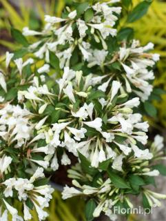 Krzewuszka cudowna 'Black and White' | Weigela florida Doniczka 3 litrowa