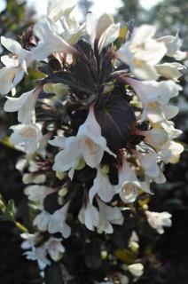 Krzewuszka cudowna  'Ebony  Ivory' | Weigela florida