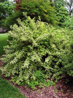 Krzewuszka cudowna 'Nana Variegata' Weigela florida