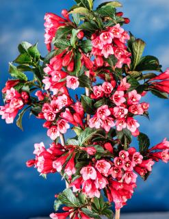 Krzewuszka cudowna 'Rumba'  Weigela florida