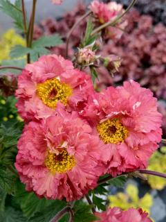 Kuklik 'Bohema Pink' | Geum