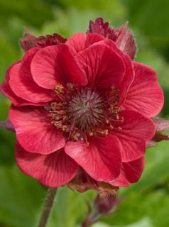 Kuklik 'Flames of Passion' | Geum