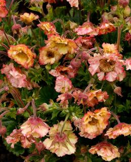 Kuklik 'Petticoats Peach  Geum