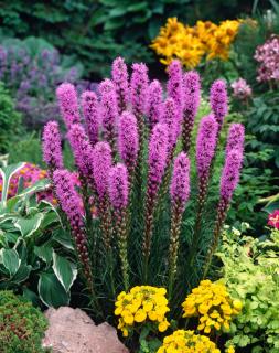 Liatra kłosowa 'Floristan Violet' | Liatris spicata Doniczka 1 litrowa