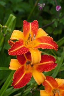 Liliowiec 'Frans Halls' | Hemerocallis