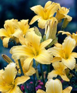 Liliowiec 'Mary Todd' | Hemerocallis