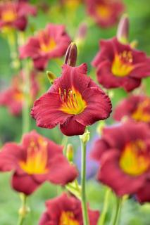 Liliowiec 'Pardon Me' | Hemerocallis