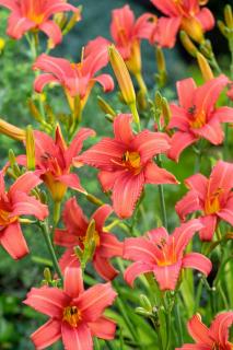 Liliowiec 'Pink Damask' | Hemerocallis