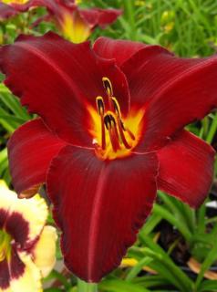 Liliowiec 'Red Pinocchio' | Hemerocallis