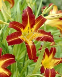 Liliowiec 'Sammy Russel' | Hemerocallis