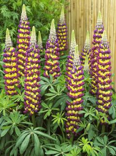 Łubin 'Manhattan Lights' | Lupinus Doniczka 1 litrowa