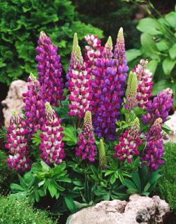 Łubin niski 'Gallery Blue' | Lupinus nanus russell  Doniczka 1 litrowa