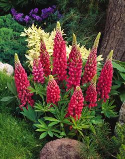 Łubin niski 'Gallery Rot' | Lupinus nanus russell Doniczka 1 litrowa