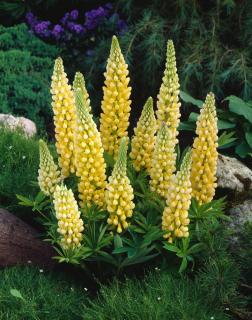 Łubin niski 'Gallery Yellow' | Lupinus nanus russell Doniczka 2 litrowa