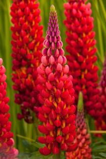 Łubin 'Towering Inferno' | Lupinus