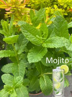 Mięta 'Mojito' | Mentha spcata 'Mojito'