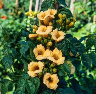 Milin amerykański 'Flava' | Campsis radicans