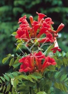 Milin amerykański 'Ursynów' | Campsis radicans