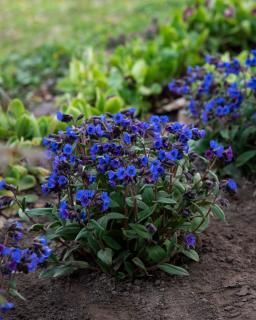 Miodunka 'Blue Ensign' | Pulmonaria