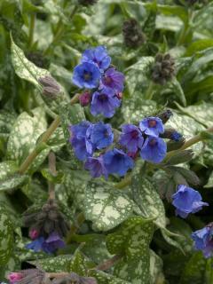 Miodunka 'Trevi Fountain' | Pulmonaria