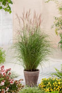 Miskant chiński 'Kleine Fontane' | Miscanthus sinensis Doniczka 1 litrowa