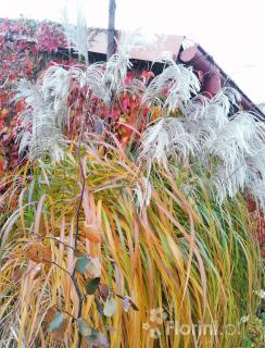 Miskant chiński 'Memory' | Miscanthus sinensis Doniczka 1 litrowa