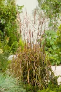 Miskant chiński 'Navajo' | Miscanthus sinensis