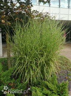 Miskant chiński 'Punktchen' | Miscanthus sinensis