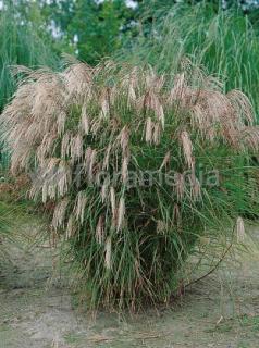 Miskant chiński 'Yakushima Dwarf' | Miscanthus sinensis