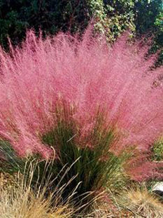 Muhlenbergia | Muhlenbergia reverchonii