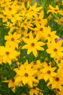 Nachyłek okółkowy 'Zagreb' | Coreopsis verticillata Doniczka 1 litrowa