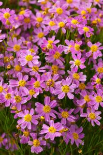 Nachyłek różowy 'American Dream' | Coreopsis rosea Doniczka 1 litrowa