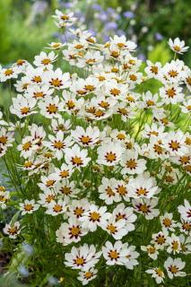 Nachyłek 'Star Cluster' | Coreopsis Doniczka 1 litrowa