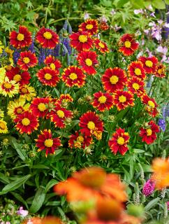 Nachyłek wielkokwiatowy 'Uptick Red' | Coreopsis grandiflora Doniczka 1 litrowa