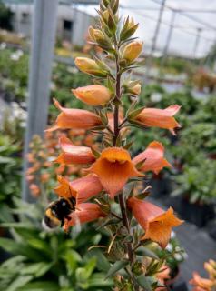 Naparstnica 'Firecracker' | Digitalis