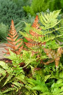 Narecznica czerwonozawijkowa| Dryopteris erythrosora Doniczka 1 litrowa