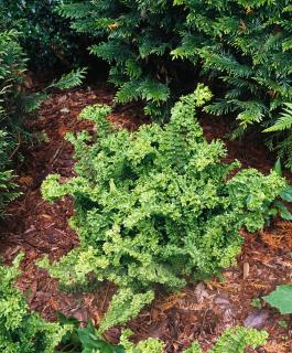 Narecznica mocna 'Crispa Cristata' (pojemnik 1 litrowy) | Dryopteris affinis