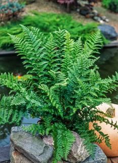 Narecznica mocna 'Crispa' | Dryopteris affinis Doniczka 1 litrowa