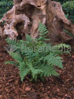 Narecznica mocna | Dryopteris affinis