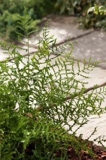 Narecznica mocna 'Linearis Polidactylon' | Dryopteris affinis