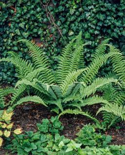 Narecznica mocna 'Pinderi' (pojemnik 1 litrowy) | Dryopteris affinis