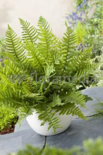 Narecznica Wallicha | Dryopteris wallichiana Doniczka 1 litrowa