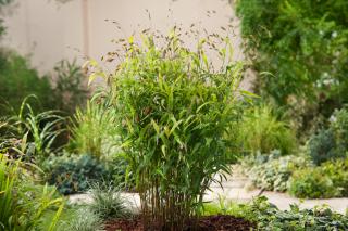 Obiedka szerokolistna | Uniola latifolia