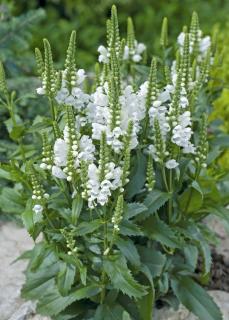 Odętka wirginijska 'Crystal Peak White' | Physostegia virginiana