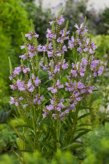 Odętka wirginijska 'Rosea' | Physostegia virginiana Doniczka p9 (9 cm x 9 cm)